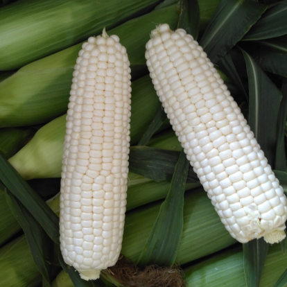 白马王子水果玉米