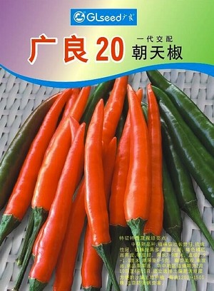 广良20朝天椒