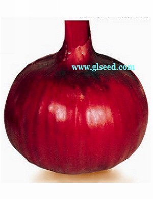 红衣赤玉8812洋葱