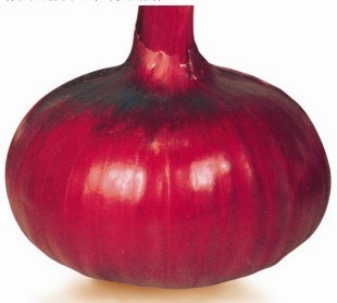  改良赤玉红皮洋葱2008