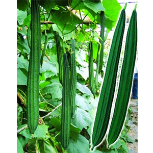 广良漂亮988丝瓜