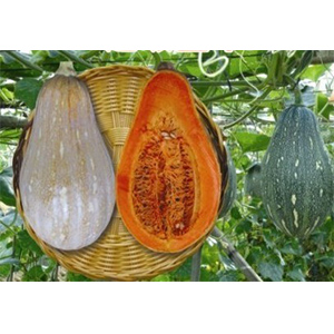 超级墨本799南瓜