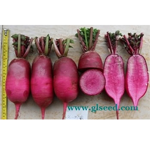 红海萝卜(预告)