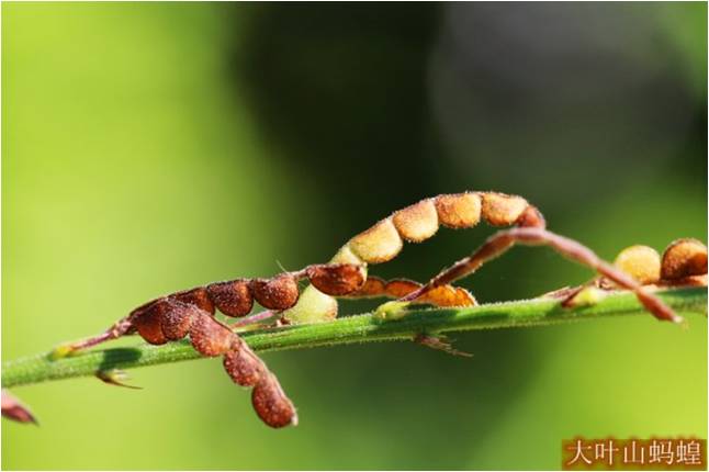 糙伏山蚂蝗