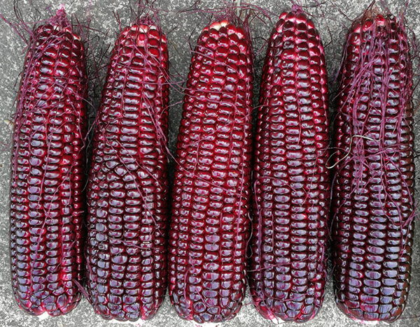 红甜309玉米(预告)