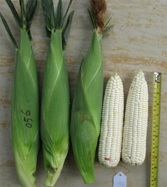 GL-W-6567玉米(预告)