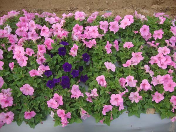 矮牵牛&bull;依格柔粉色