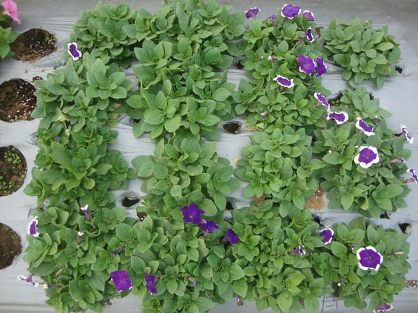 矮牵牛&bull;梅林蓝色白边