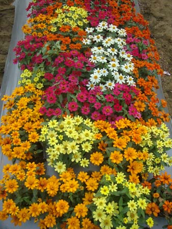 百日草&bull;混色