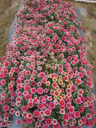 丰花百日草&bull;GLKF03樱桃双色