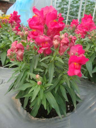 金鱼草&bull;花雨玫红色