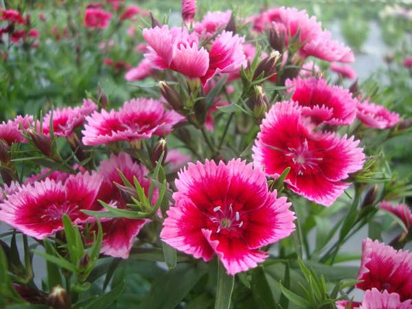 石竹&bull;GLPZ02玫瑰洋红