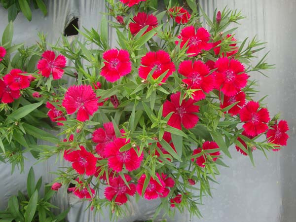 石竹&bull;GLPZ01珊瑚色