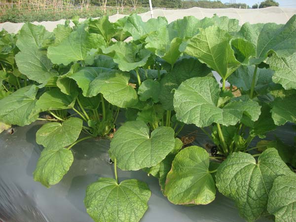 蜀葵&bull;CP-C-R-11