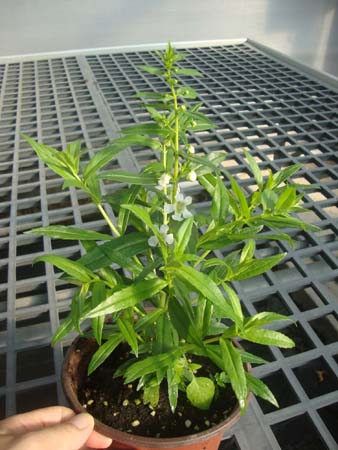 斯库勒钓钟柳&bull;CP-K-P-01