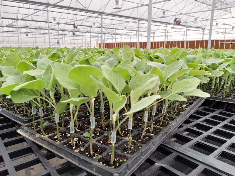 优质嫁接苗（欢迎预定）