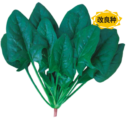 新时代A级菠菜