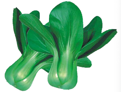 夏福青梗菜