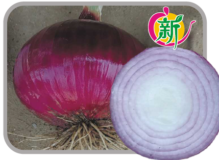 ZL赤玉3号F1红皮洋葱