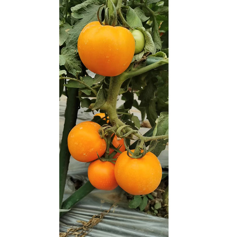 拉多克12号番茄