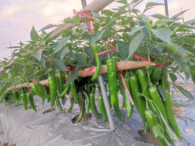 ZSP2155辣椒(预告)