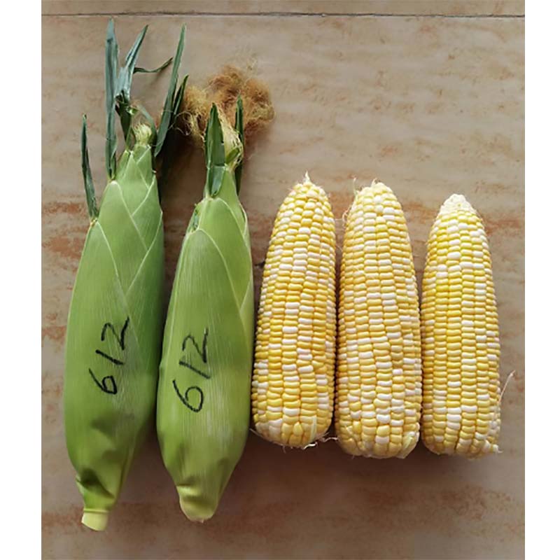广良甜413玉米(预告)