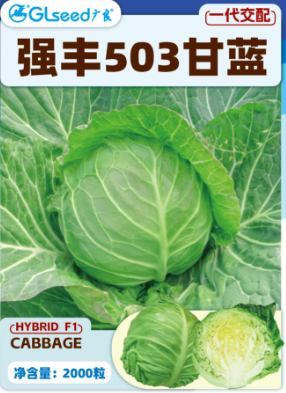 强丰503甘蓝