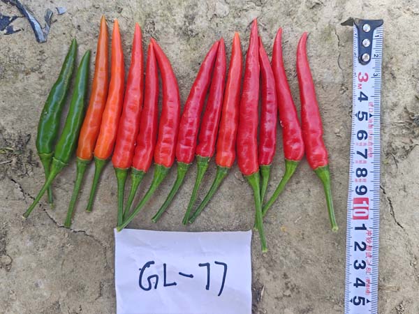 GL-77朝天椒(预告)