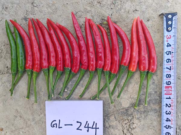 GL-244朝天椒(预告)