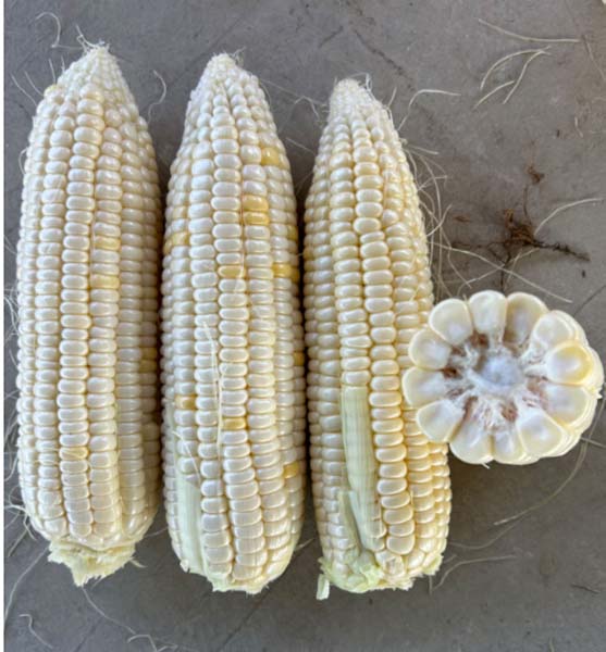 广良水果玉米Y-09(预告)