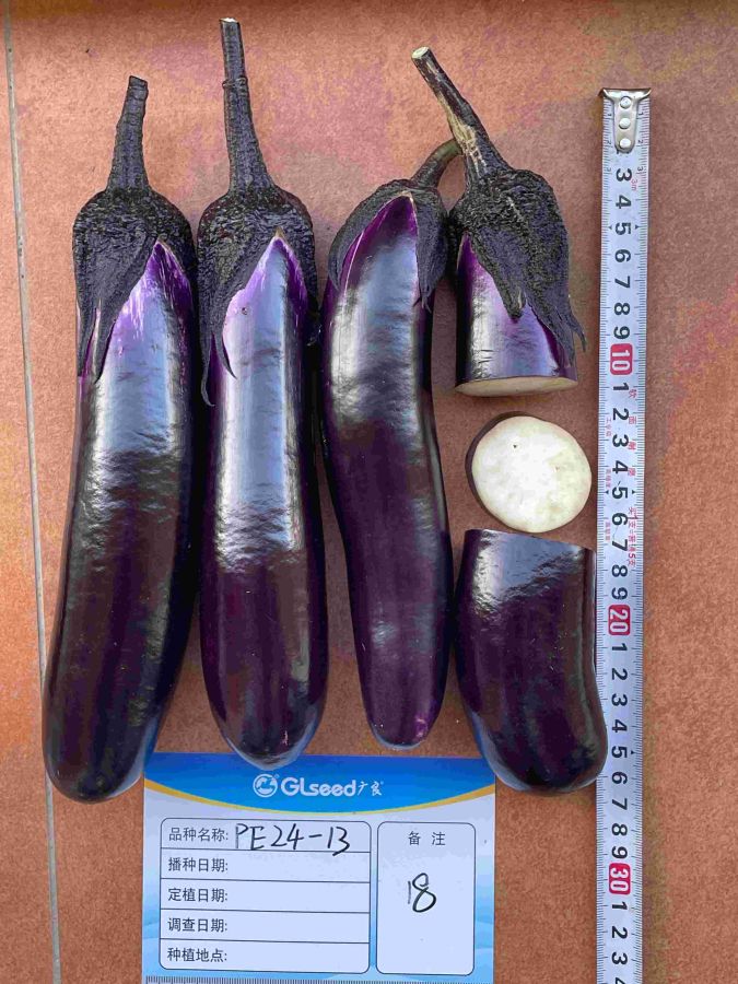 PE24-13茄子（预告）