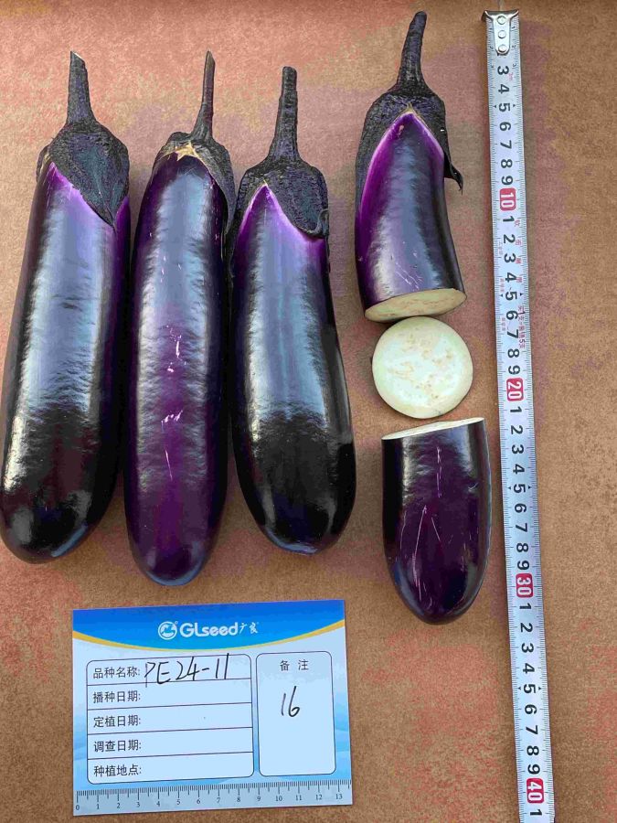 PE24-11茄子（预告）