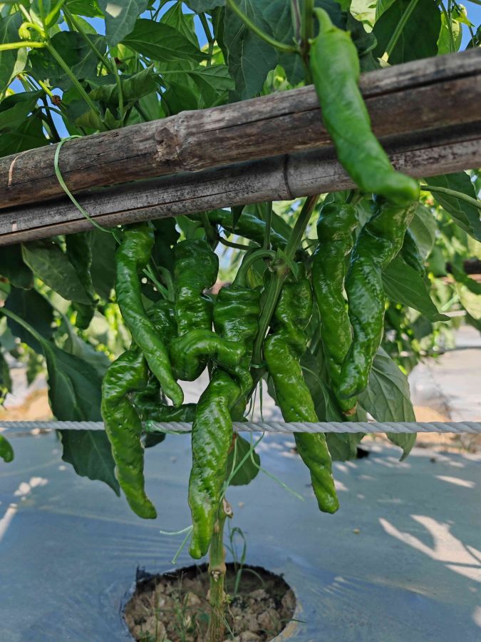 25SP-15小甜椒（预告）