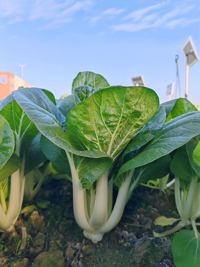 广良8号黑叶白菜（预告）