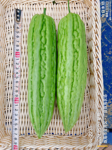 ZH2178Y苦瓜（预告）