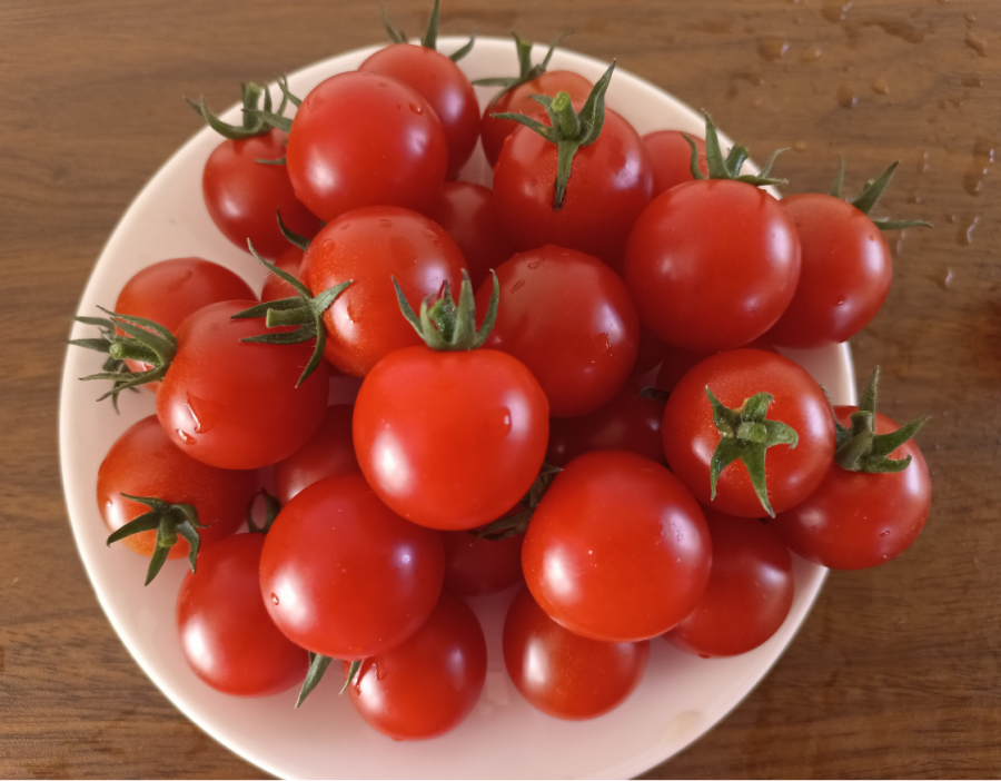 拉多克16号番茄(预告)