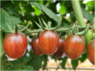 玛瑙1301（咖啡）番茄