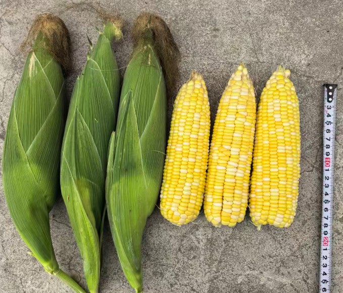 GL-B-4320玉米（预告）