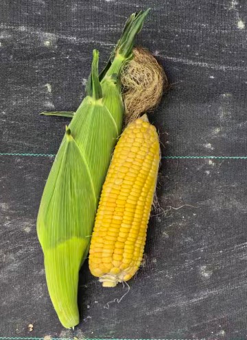 GL-Y-4562玉米（预告）