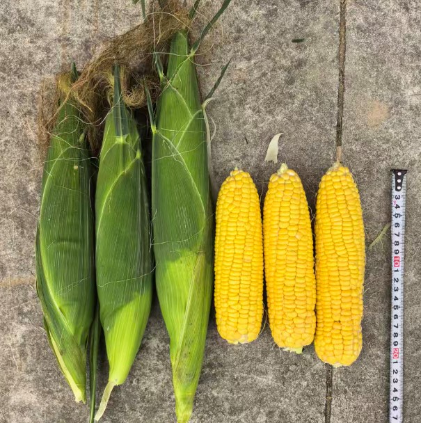 GL-Y-4362玉米（预告）