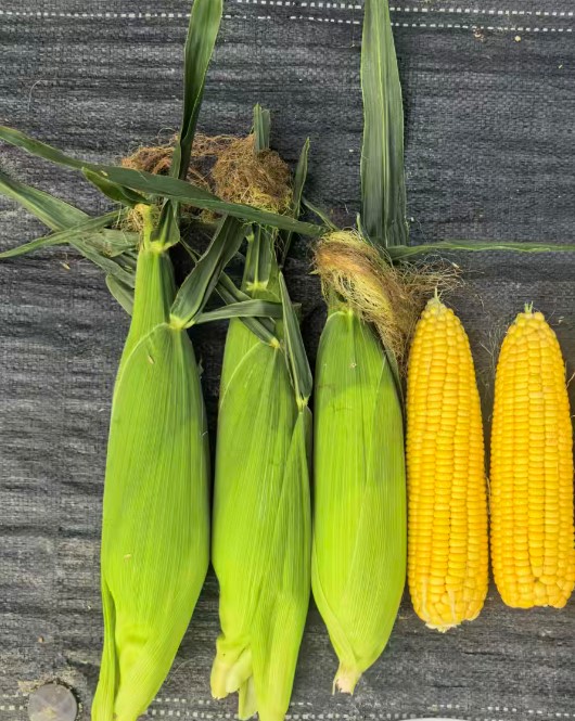 GL-Y-5077玉米（预告）