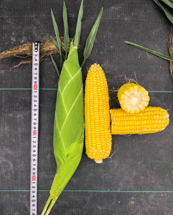 GL-Y-5024玉米（预告）