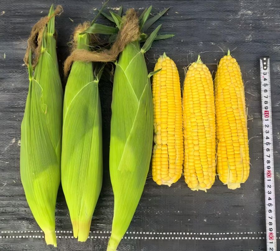 GL-Y-5072玉米（预告）