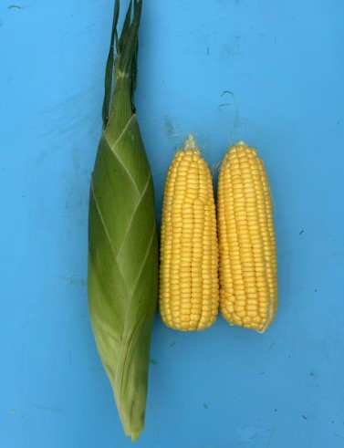 广良甜33号（预告）