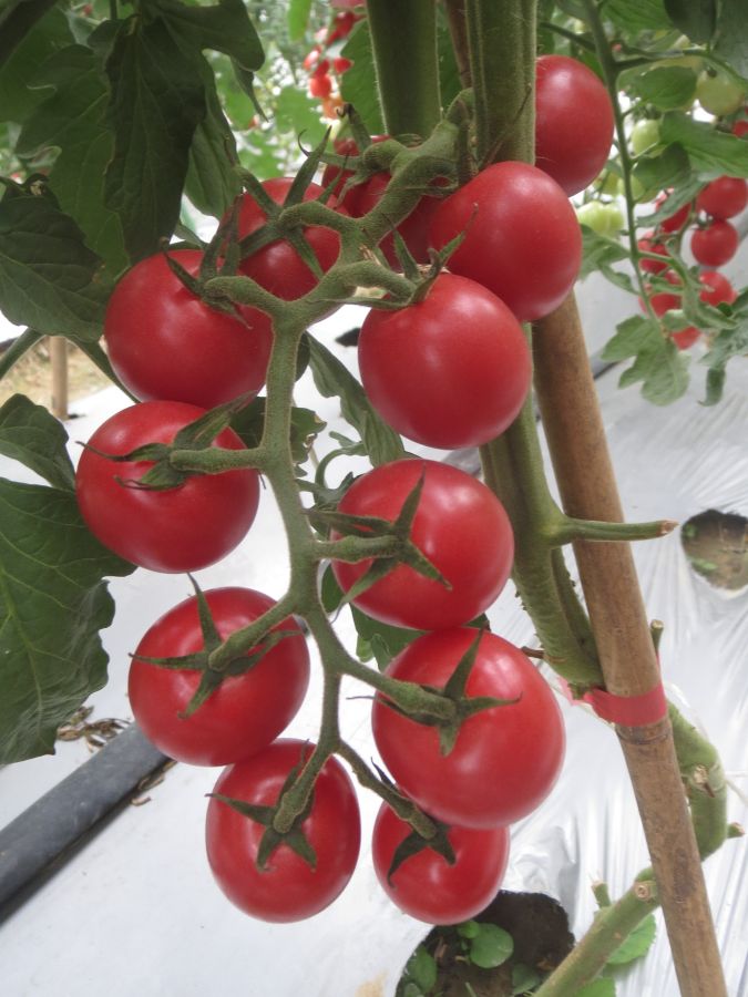 GZT24211番茄（预告）