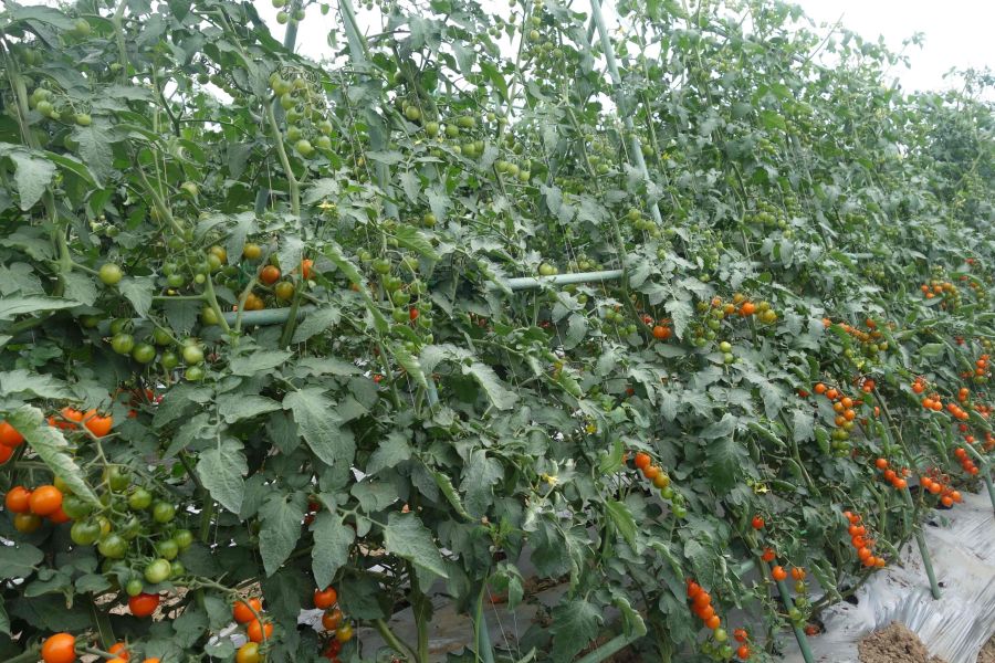 GZT23215番茄（预告）