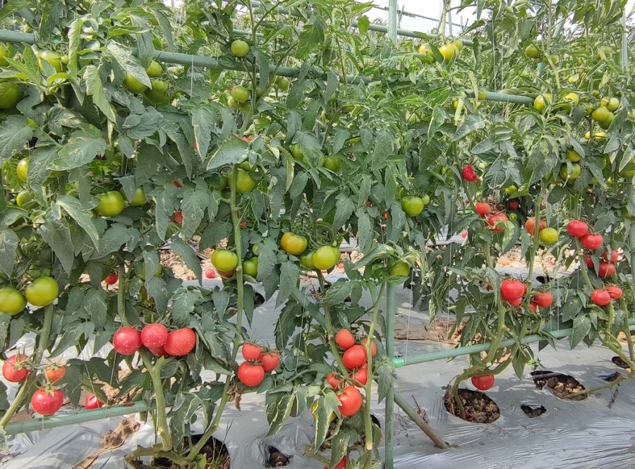 GZT24138番茄（预告）