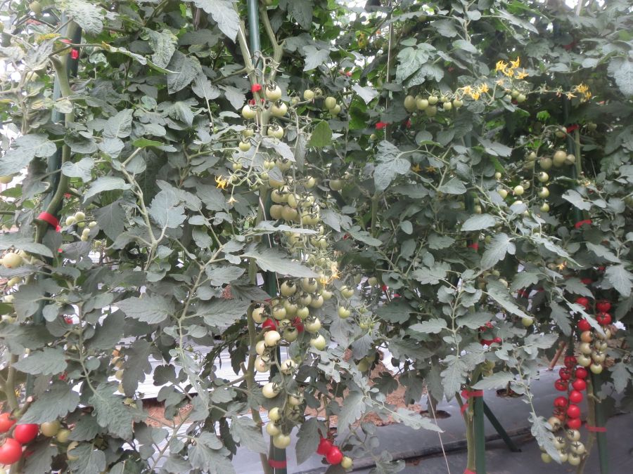 GZT25508番茄（预告）