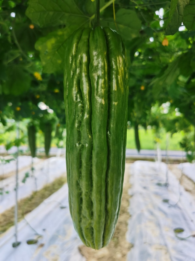 BY1029Y苦瓜(预告)