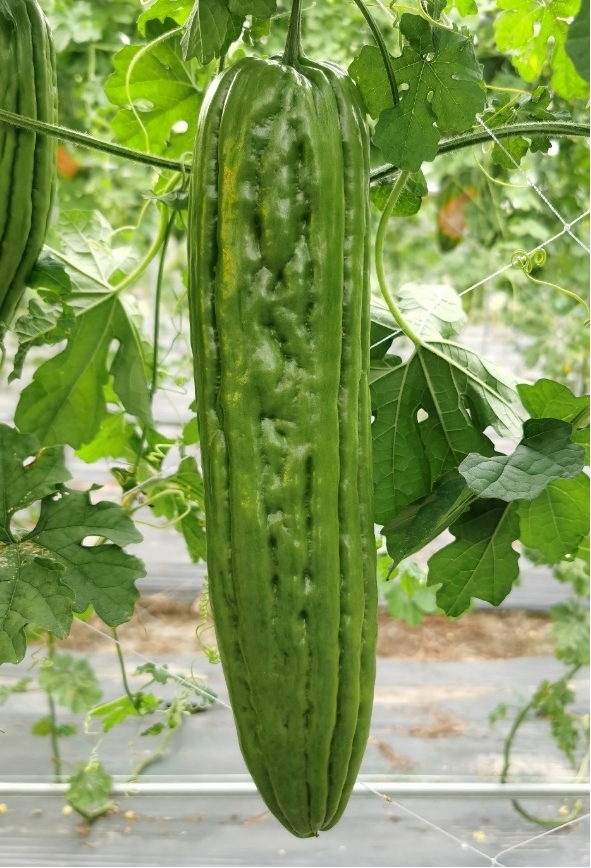 BY1043Y苦瓜（预告）